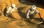 Winnowing Wheat, South Asia. Photo: CGIAR